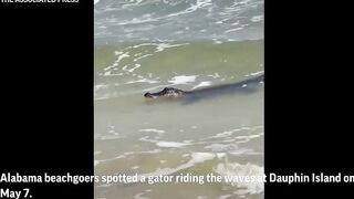 Gator enjoys beach waves in Alabama