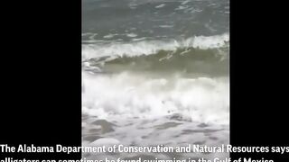 Gator enjoys beach waves in Alabama