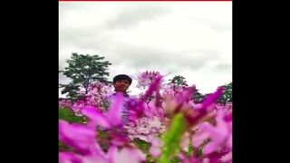 #minivlog #Spiderflower #Cleomehassleriana #travel #viral