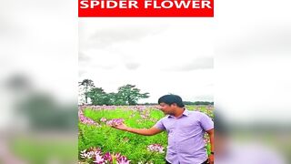 #minivlog #Spiderflower #Cleomehassleriana #travel #viral