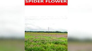 #minivlog #Spiderflower #Cleomehassleriana #travel #viral