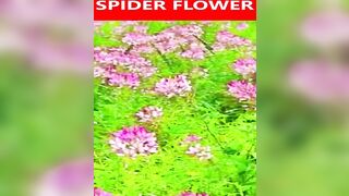 #minivlog #Spiderflower #Cleomehassleriana #travel #viral