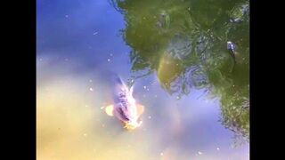 Carp SOO Cute! Cute And funny Carp Videos Compilation cute moment