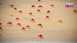 Special Report: Mysterious Sea Beach Of Chandipur, Scientists Still Looking For Clue