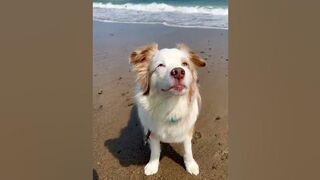 Australian Shepherd Loves Beach Day ????????☀️⛱️