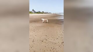 Australian Shepherd Loves Beach Day ????????☀️⛱️