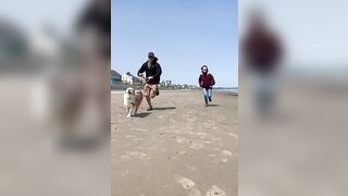 Australian Shepherd Loves Beach Day ????????☀️⛱️