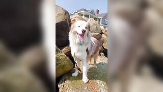 Australian Shepherd Loves Beach Day ????????☀️⛱️