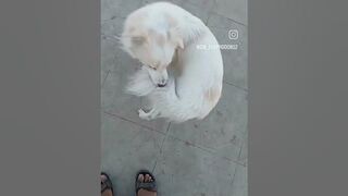 This is how my dog plays with me ????????|please follow my Instagram