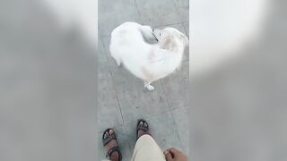 This is how my dog plays with me ????????|please follow my Instagram