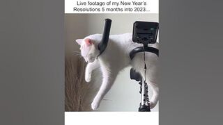 Funny Cat Naps on Stationary Bike!