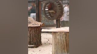 Funny squirrel#funny# shorts