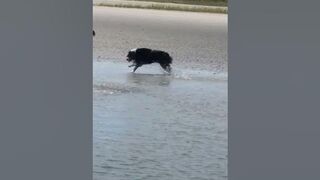 Australian Shepherd having fun at the beach #australianshepherd #cute #shortsfeed #shorts #furbaby