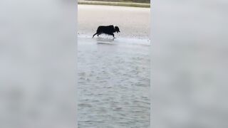 Australian Shepherd having fun at the beach #australianshepherd #cute #shortsfeed #shorts #furbaby