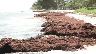 Mysterious beach worm identified