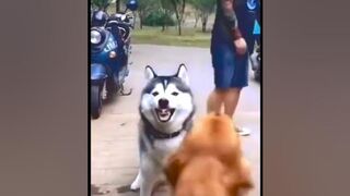 Смешная собака, боится без хозяина ,прикол short #shorts #dog #funny