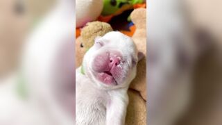 Sleepy Frenchie Dreams: Cutest French Bulldog Puppies Snoozing Compilation ????????