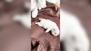 Sleepy Frenchie Dreams: Cutest French Bulldog Puppies Snoozing Compilation ????????