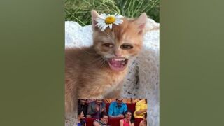 Funny Cat Video || Comedy Video || ????????????????#youtubeindia #viral #youtubeshorts #stories #shorts