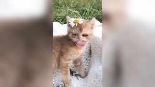 Funny Cat Video || Comedy Video || ????????????????#youtubeindia #viral #youtubeshorts #stories #shorts