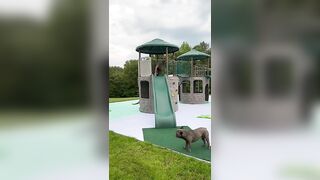 Monkey see, monkey slide???????? #monkey #cute #spidermonkey #fun #funny #play #capuchin #funnyvideos