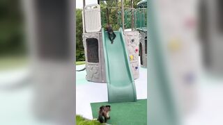 Monkey see, monkey slide???????? #monkey #cute #spidermonkey #fun #funny #play #capuchin #funnyvideos