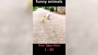 Compilation of vidéos of fanny and Cute Animals #shorts
