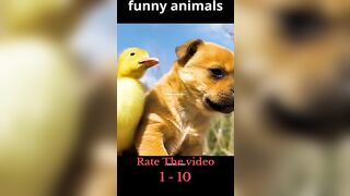 Compilation of vidéos of fanny and Cute Animals #shorts