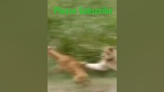 Most Amazing Big Lion hunting Attack Compilation#shortvideo #100kview