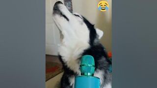 ???? Funny tiktok compilation 13 #shorts #short #shortsvideo #tiktok #tiktokviral #viral #viralshorts