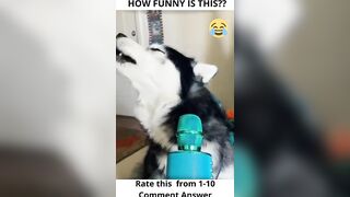 ???? Funny tiktok compilation 13 #shorts #short #shortsvideo #tiktok #tiktokviral #viral #viralshorts