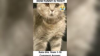 ???? Funny tiktok compilation 13 #shorts #short #shortsvideo #tiktok #tiktokviral #viral #viralshorts