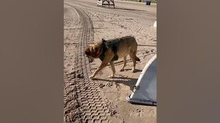 German shepherd loves his beach life #germanshepherd #dog #cutedogs