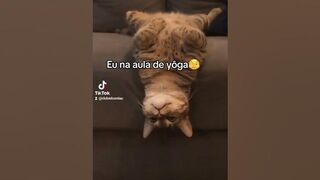 Aula de Yôga... #yoga #auladeyoga #gatos