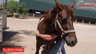 Neck Range of Motion Check by Chiropractor, Dr. Mike Adney | Equine Stretching Masterclass Link