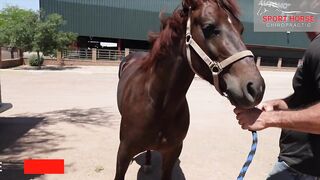 Neck Range of Motion Check by Chiropractor, Dr. Mike Adney | Equine Stretching Masterclass Link