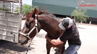 Neck Range of Motion Check by Chiropractor, Dr. Mike Adney | Equine Stretching Masterclass Link