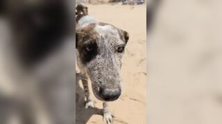 cute stray dogs on the beach #iftanebeach #essaouira #beach #simpleoutfit #niceday #travel