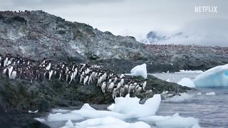 OUR PLANET II | Official Trailer | Netflix