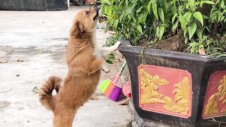 Cute Puppy - Funny and Cute Dog Videos Compilation 2023 #49