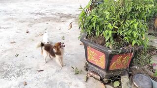 Cute Puppy - Funny and Cute Dog Videos Compilation 2023 #49