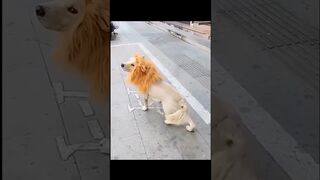 Funny animals compilation #funny #funnyanimals