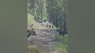 injoying mountains #travel #lahaulvalley #nature #manali #shortvideo #youtubeshorts