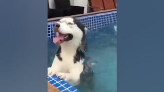 Dog funny Reaction Compilation