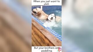 Dog funny Reaction Compilation