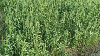 Beautiful Wheat Field Compilation @life of our family