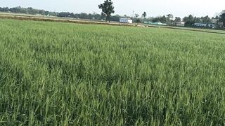 Beautiful Wheat Field Compilation @life of our family