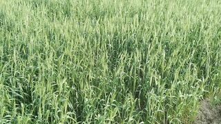 Beautiful Wheat Field Compilation @life of our family