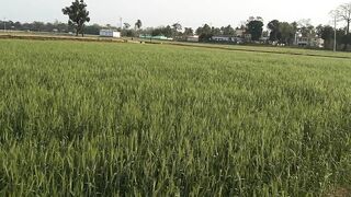 Beautiful Wheat Field Compilation @life of our family