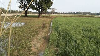 Beautiful Wheat Field Compilation @life of our family